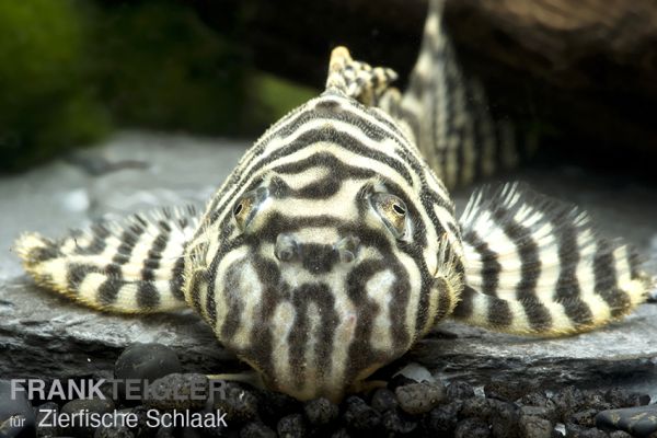 L 333 Königstiger Harnischwels - Hypancistrus sp.